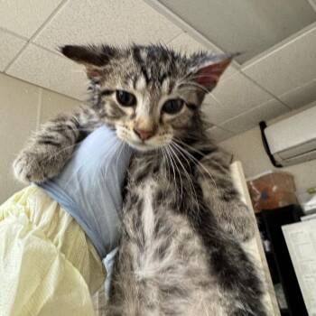 Cowboy -  Domestic Short Hair Cat for Adoption in Pekin, Illinois - Cowboy | PetCurious