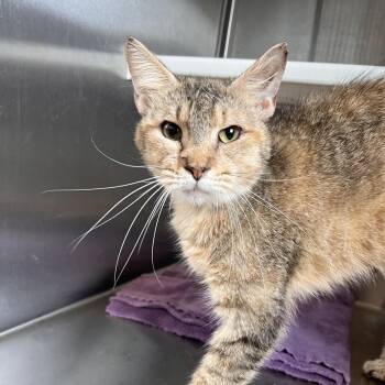 Joyce Byers -  Domestic Short Hair Cat for Adoption in Washburn, Missouri - Joyce Byers | PetCurious