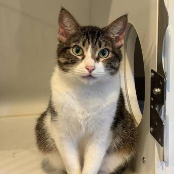 Domestic Medium Hair Cats Available for Adoption in Lodi, California - Faye | PetCurious