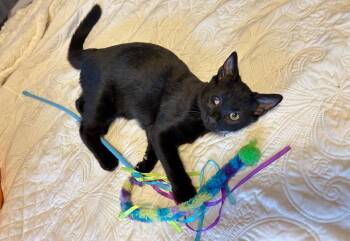 Rescue Domestic Short Hair Cats for Adoption in Nutley, New Jersey - Fishstick | PetCurious