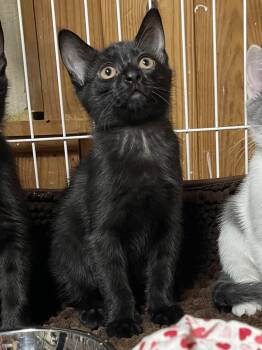 Domestic Short Hair Cats Available for Adoption in Warren, New Jersey - Starlight | PetCurious
