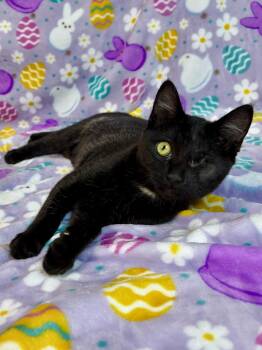 Domestic Short Hair Cats Available for Adoption in Salinas, California - Posey | PetCurious