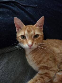 Dorito -  Domestic Short Hair Cat for Adoption in Hartsville, South Carolina - Dorito | PetCurious
