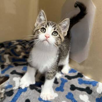 Spree -  Domestic Short Hair and Extra Toes Cat Hemingway Polydactyl Cat for Adoption in Penn Yan, New York - Spree | PetCurious