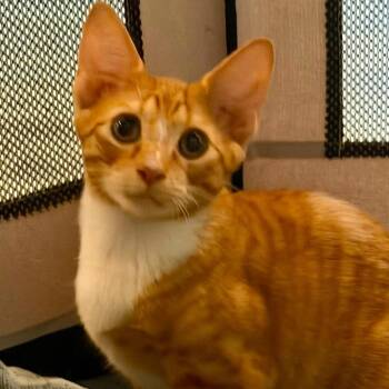 Tamarind -  Domestic Short Hair Cat for Adoption in New York, New York - Tamarind | PetCurious