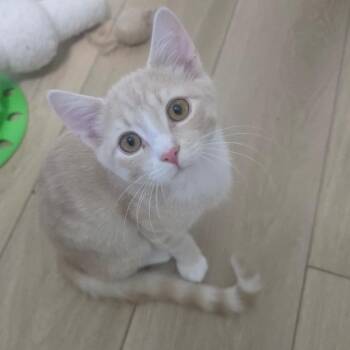 Horace -  Domestic Short Hair Cat for Adoption in Winchester, Virginia - Horace | PetCurious