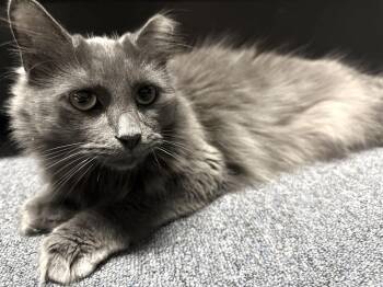 Phantom -  Domestic Long Hair Cat for Adoption in Melville, New York - Phantom | PetCurious