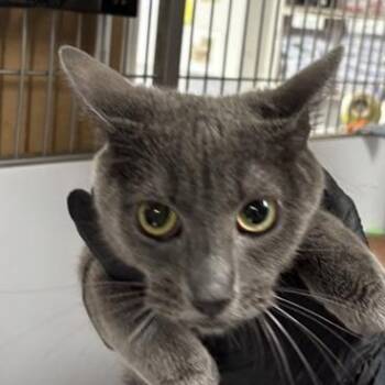 Rescue Domestic Medium Hair Cats for Adoption in New York, New York - Willow | PetCurious