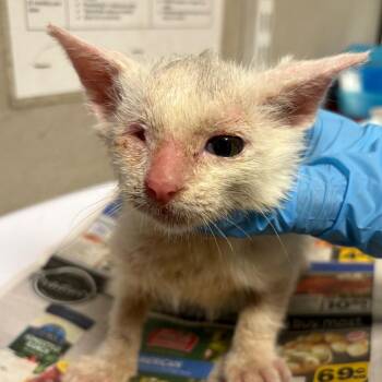 Winky -  Domestic Short Hair Cat for Adoption in Yuma, Arizona - Winky | PetCurious