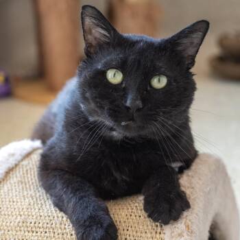 Domestic Short Hair Cats Available for Adoption in Pontiac, Michigan - Haymitch | PetCurious