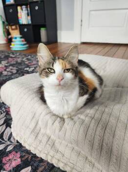 Domestic Medium Hair Cats Available for Adoption - Ravioli | PetCurious