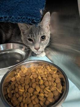 Avocado Toast -  Domestic Short Hair Cat for Adoption in Cincinnati, Ohio - Avocado Toast | PetCurious