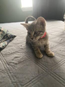 Tadpole (Purr Machine) -  Domestic Medium Hair Cat for Adoption in Mobile, Alabama - Tadpole (Purr Machine) | PetCurious