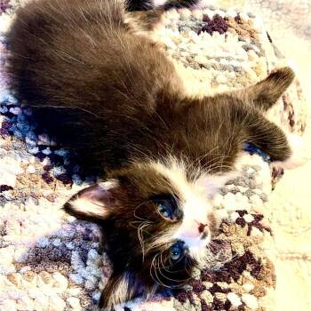Sushi Roll -  Domestic Long Hair Cat for Adoption in Long Beach, California - Sushi Roll | PetCurious