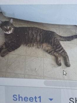 Domestic Short Hair Cats Available for Adoption in Cincinnati, Ohio - Tamale | PetCurious