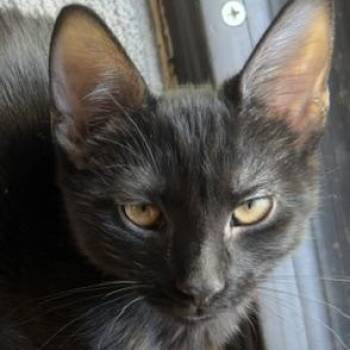 Dom Groth -  Domestic Short Hair Cat for Adoption in Morrison, Colorado - Dom Groth | PetCurious