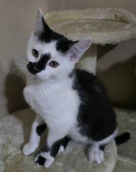 Rescue Domestic Short Hair Cats for Adoption in Millcreek, Utah - Brick | PetCurious