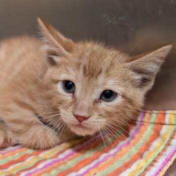 Mango -  Domestic Short Hair Cat for Adoption in Huntsville, Arkansas - Mango | PetCurious