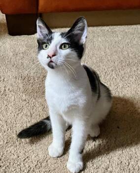 Fritter (Fritz) - male kitten -  Domestic Short Hair Cat for Adoption in Los Altos, California - Fritter (Fritz) - Male Kitten | PetCurious