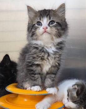 Domestic Short Hair Cats Available for Adoption in Liverpool, New York - Thorne | PetCurious