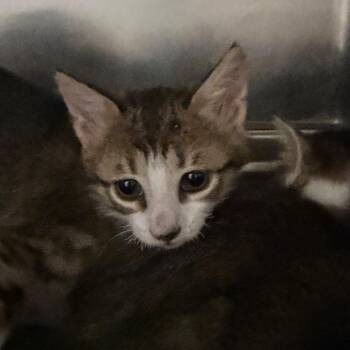Breezy -  Domestic Short Hair Cat for Adoption in Blairsville, Georgia - Breezy | PetCurious