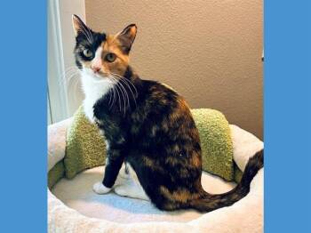 Domestic Short Hair Cats Available for Adoption in Fort Wayne, Indiana - MAISIE | PetCurious