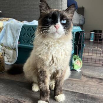 Lenora -  Domestic Long Hair Cat for Adoption in Abbotsford, British Columbia - Lenora | PetCurious
