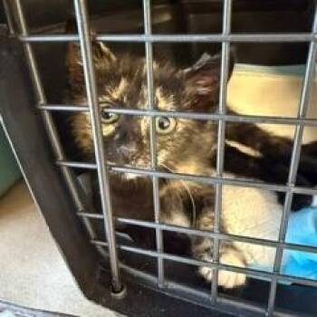 Reign -  Domestic Short Hair Cat for Adoption in West Palm Beach, Florida - Reign | PetCurious