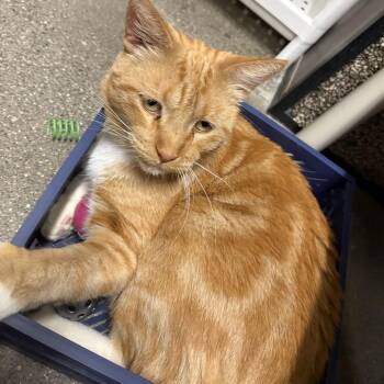 Avenger -  Domestic Short Hair Cat for Adoption in Los Angeles, California - Avenger | PetCurious