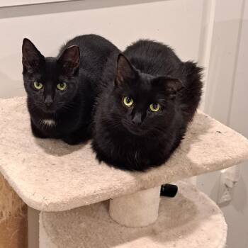 Rescue Exotic Shorthair Cats for Adoption in London, Ontario - Caesar And Cleopatra | PetCurious