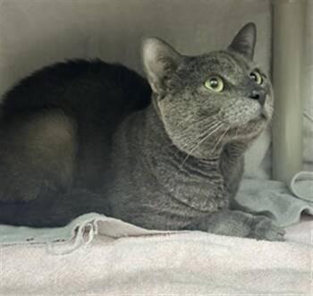 Domestic Short Hair Cats Available for Adoption in Derwood, Maryland - SILVER | PetCurious