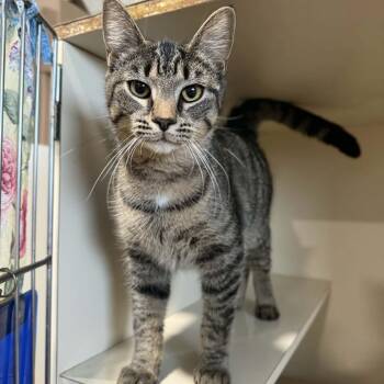 Domestic Short Hair and Tabby Cats Available for Adoption - Isabel | PetCurious