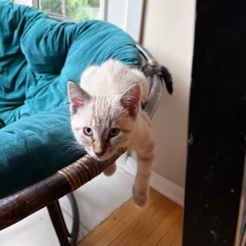 Stetson -  Domestic Short Hair and Siamese Cat for Adoption in Saint Paul, Minnesota - Stetson | PetCurious