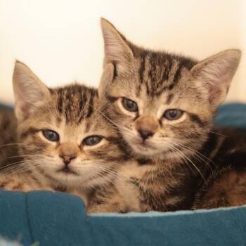 Marie (purple collar) -  Domestic Short Hair Cat for Adoption in Philadelphia, Pennsylvania - Marie (purple Collar) | PetCurious