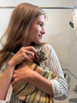 Tiger -  Domestic Short Hair Cat for Adoption - Tiger | PetCurious