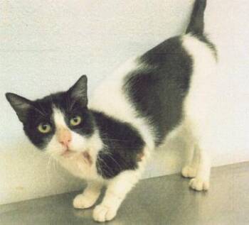 Rescue Domestic Short Hair Cats for Adoption in Leander, Texas - Spark | PetCurious