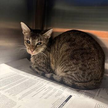 Sparky -  Domestic Short Hair Cat for Adoption in Pauls Valley, Oklahoma - Sparky | PetCurious