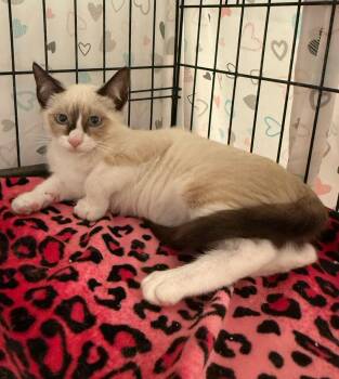 Lilly -  Domestic Short Hair Cat for Adoption in Temecula, California - Lilly | PetCurious