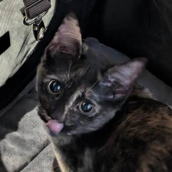 Domestic Short Hair Cats Available for Adoption - Haley | PetCurious