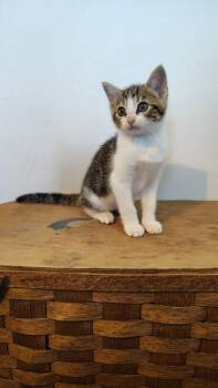 Rigatoni -  Calico Cat for Adoption in Murray, Kentucky - Rigatoni | PetCurious