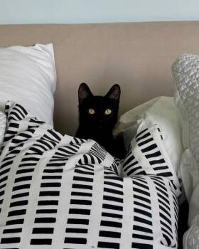 Birdie -  Domestic Short Hair Cat for Adoption in San Francisco, California - Birdie | PetCurious