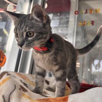 Karma -  Domestic Short Hair Cat for Adoption in Phoenix, Arizona - Karma | PetCurious