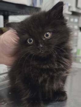 Dolly -  Domestic Short Hair Cat for Adoption in Hillsdale, Indiana - Dolly | PetCurious