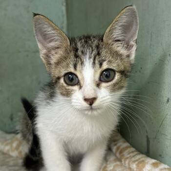 Wilson-4938 -  Domestic Short Hair Cat for Adoption in Tyler, Texas - Wilson-4938 | PetCurious