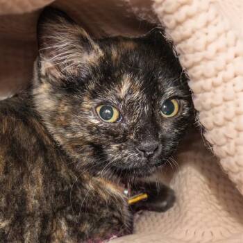 TINA -  Domestic Short Hair Cat for Adoption in St. Louis, Missouri - TINA | PetCurious