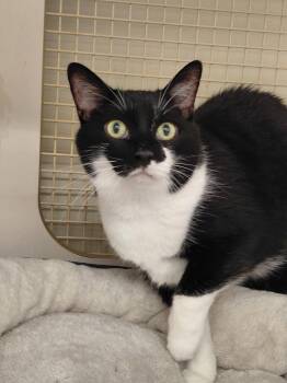Rescue Tuxedo and Domestic Short Hair Cats for Adoption in Lucas, Texas - Batman & Moon Pie | PetCurious