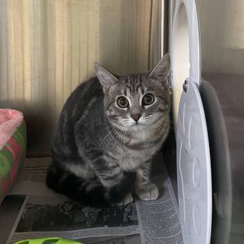 Sony -  American Shorthair Cat for Adoption in North Kingstown, Rhode Island - Sony | PetCurious