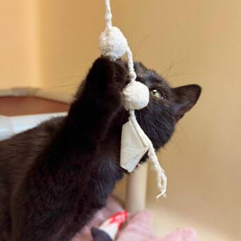 Howdy -  Domestic Short Hair Cat for Adoption in Harrisonburg, Virginia - Howdy | PetCurious