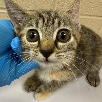 Gingerbread -  Domestic Short Hair Cat for Adoption in Troy, Virginia - Gingerbread | PetCurious