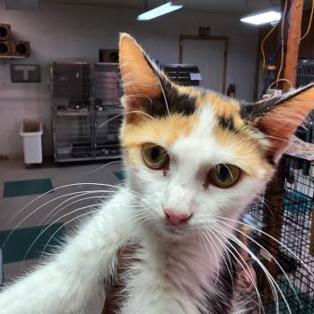 Fefe -  Domestic Short Hair Cat for Adoption in Leander, Texas - Fefe | PetCurious